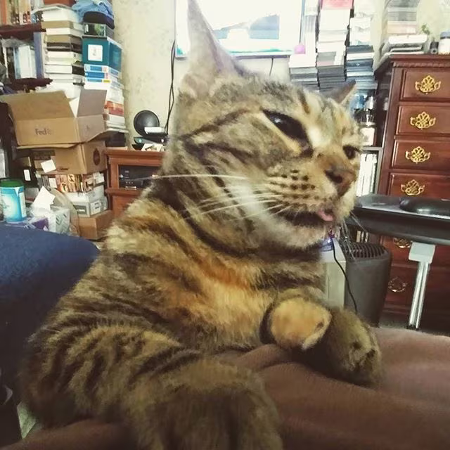 Bella relaxing on my chest with tongue out.