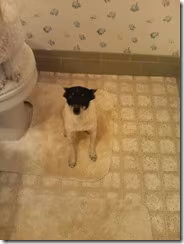 Taco has died tonight.