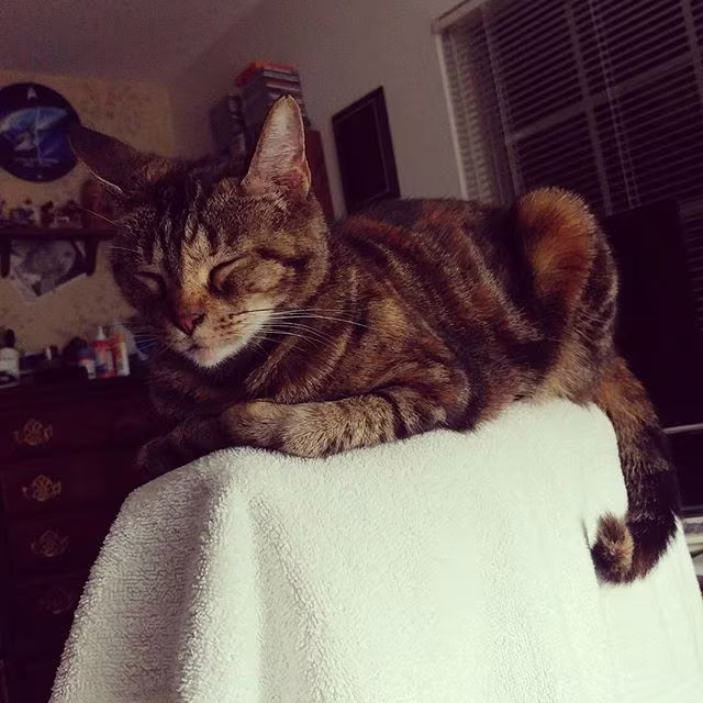 Bella my cat, sleeping.