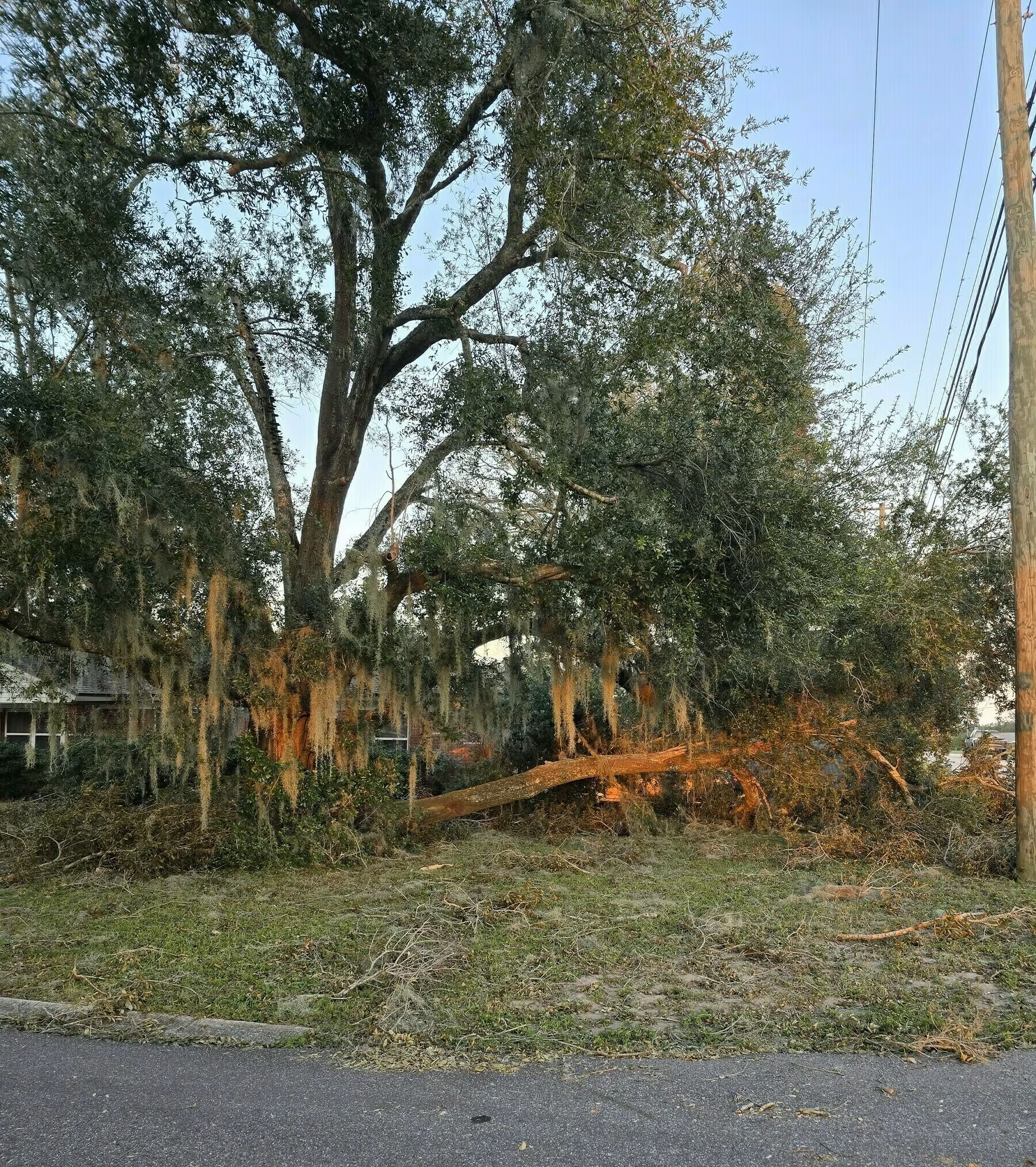 A large tree with a fallen branch lies near a road, surrounded by scattered debris and flanked by a power line.