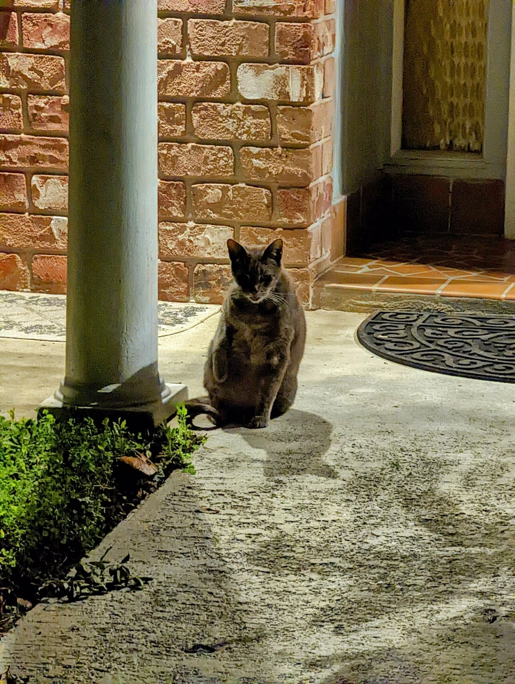 A cat sits on a concrete walkway near a column in front of a brick wall and doorway at night.