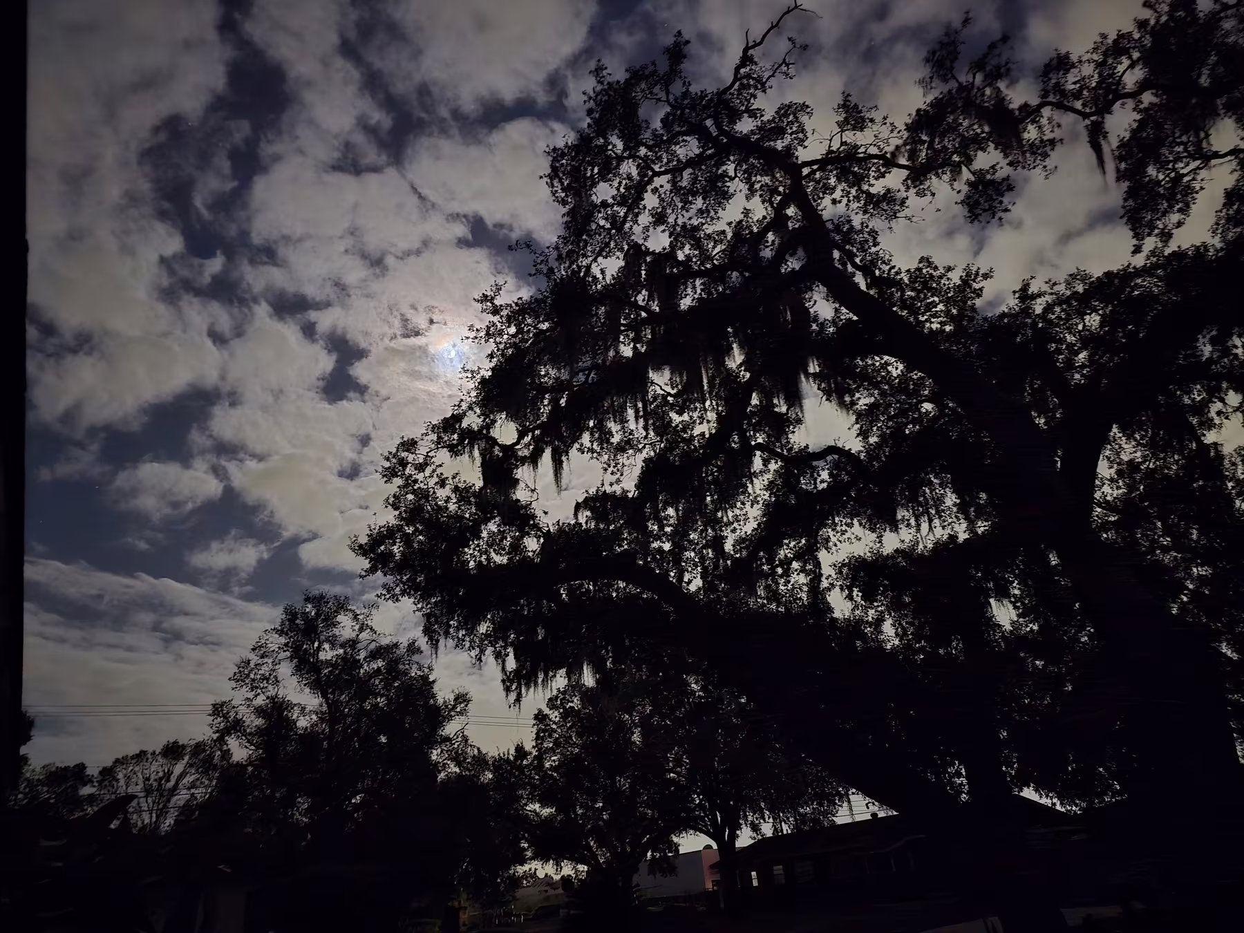 Silhouetted trees with dangling moss are set against a cloudy sky, with a hint of daylight peeking through.