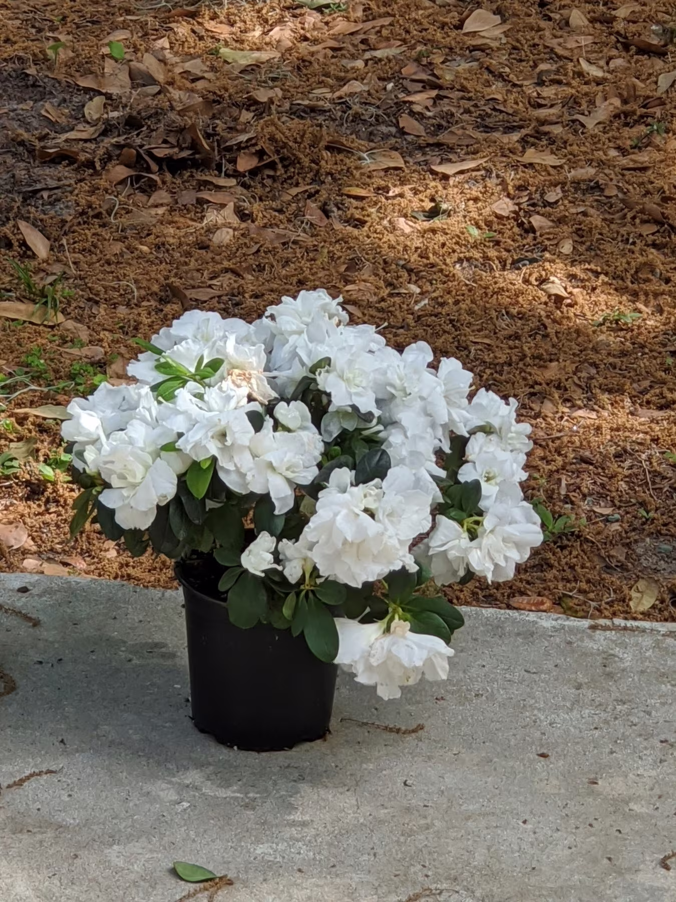 A potted plant with blooming white flowers is placed on a concrete surface surrounded by mulch.