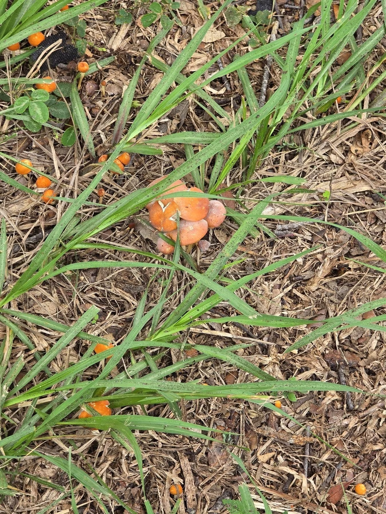 Orange mushrooms and small scattered orange fruits are surrounded by green grass and dry leaves.