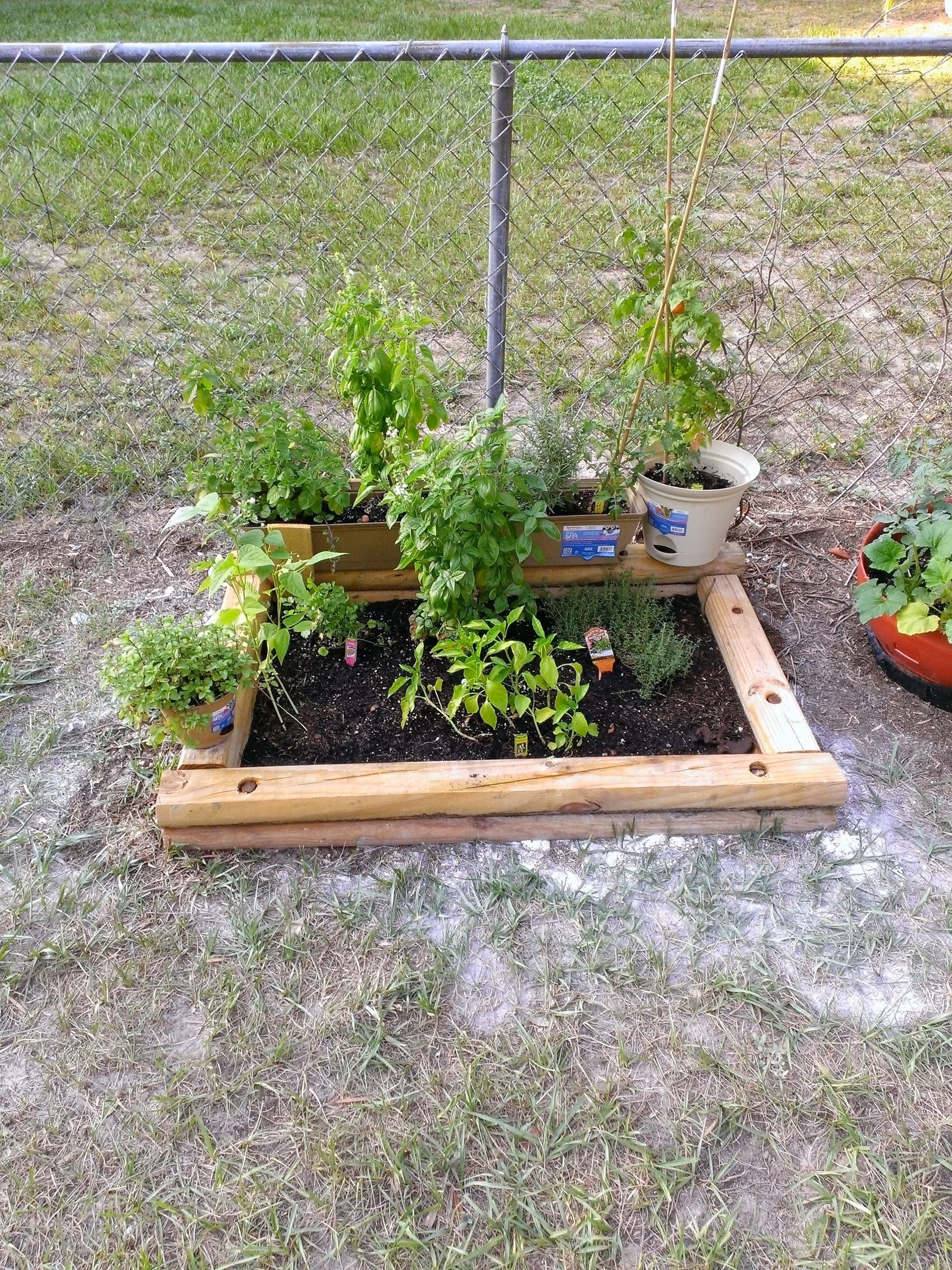 A small raised wooden garden bed contains various plants, with additional potted plants placed nearby next to a chain-link fence.