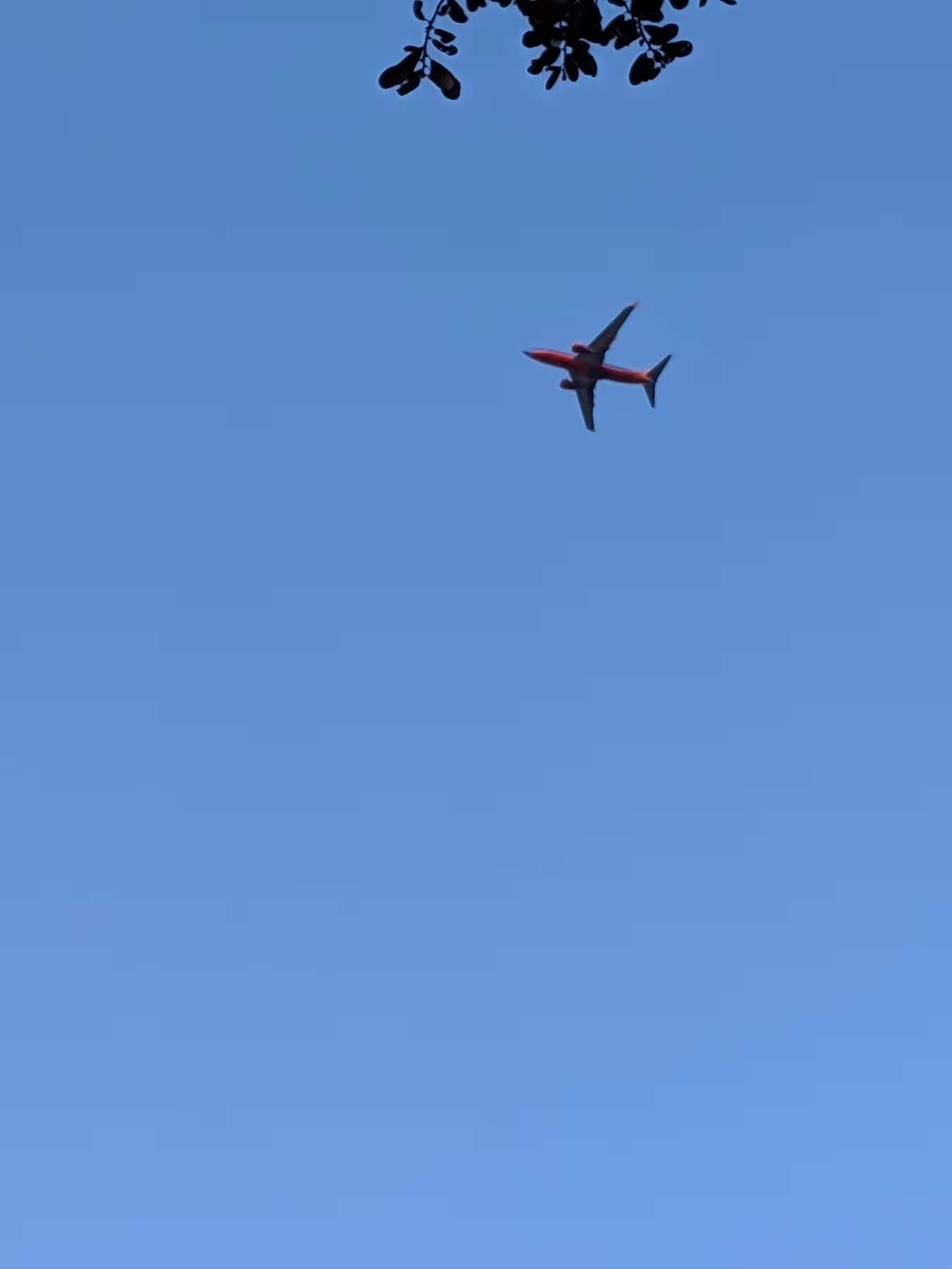A red airplane flies through a clear blue sky, with the silhouette of tree branches visible at the top.