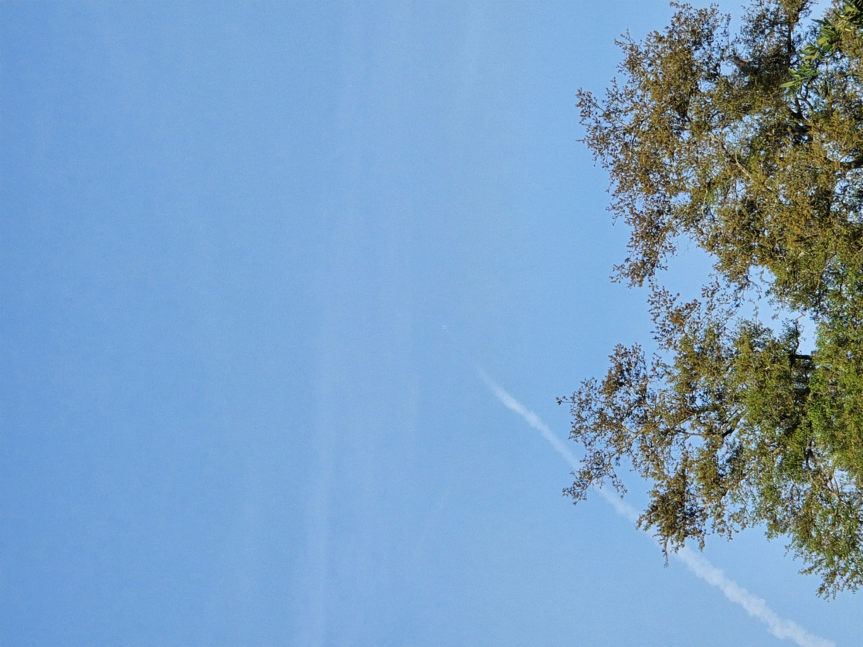 A clear blue sky dominates the image with no clouds visible. At the bottom of the image, the tops of two tall trees with green and brown leaves are seen. The trees have thin branches with sparse foliage, indicating a possible seasonal change or type of tree. Rising diagonally from the lower left corner towards the upper center of the image is a white smoke trail, likely from a rocket or missile launch, which is faint but distinct against the blue sky. The smoke trail starts thick near the trees and gradually becomes thinner as it ascends. The overall scene suggests a rocket launch viewed from a distance with natural greenery in the foreground.
