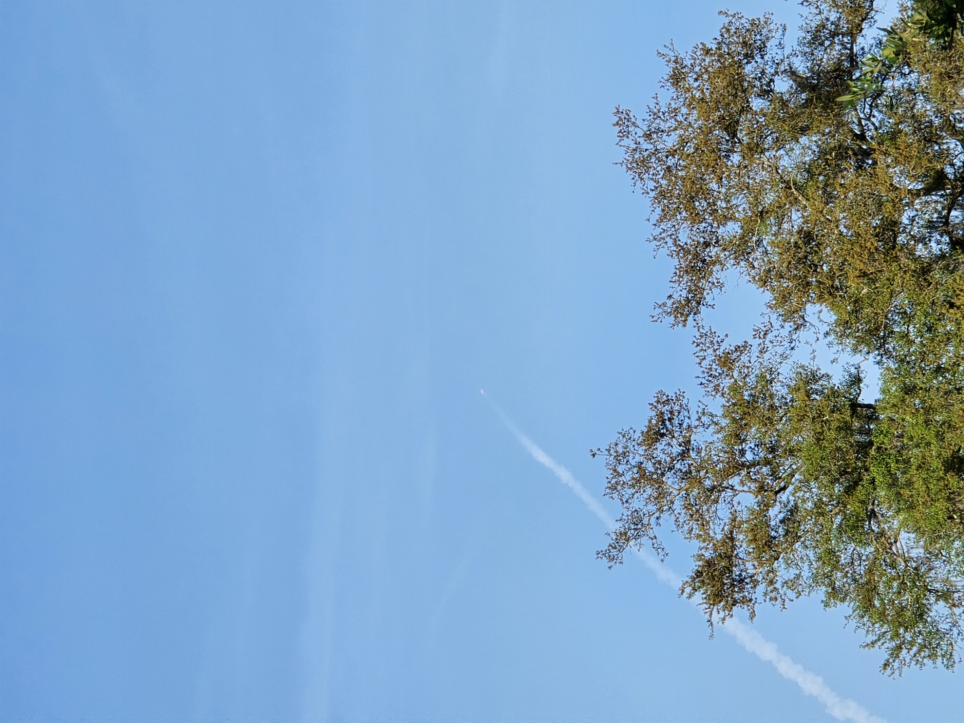 A clear blue sky dominates the image with a faint white contrail diagonally crossing from the lower left to the upper center, indicating the recent passage of a fast-moving object. Near the top of the contrail, a small bright object, possibly a rocket or missile, is visible ascending. The bottom portion of the image shows the tops of two tall trees with green and brown leaves, suggesting a mix of healthy and drying foliage. The trees have thin branches with sparse leaves, allowing some sky to be seen through them. The overall setting appears to be outdoors on a clear day with no clouds, focusing on the sky and the ascending object.